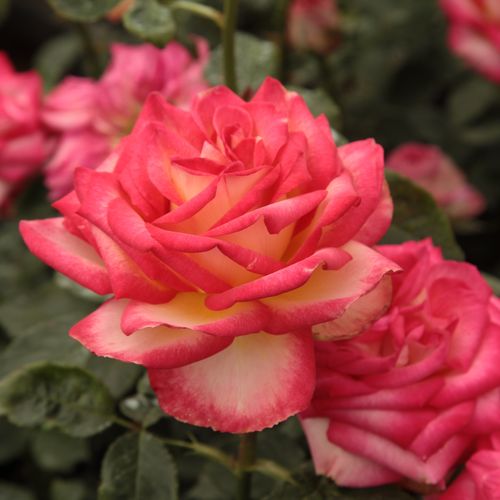 Żółto-łososiowy z różowymi brzegami - Róże pienne - z kwiatami hybrydowo herbacianymi - korona równomiernie ukształtowana